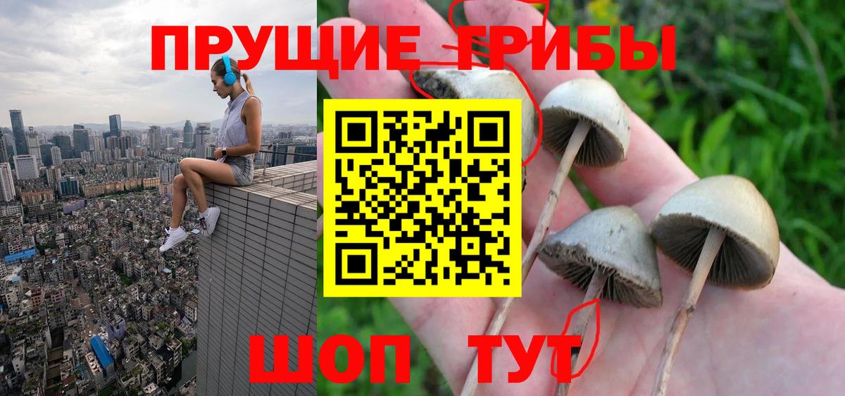 Галлюциногенные грибы Psilocybine cubensis Улан-Удэ
